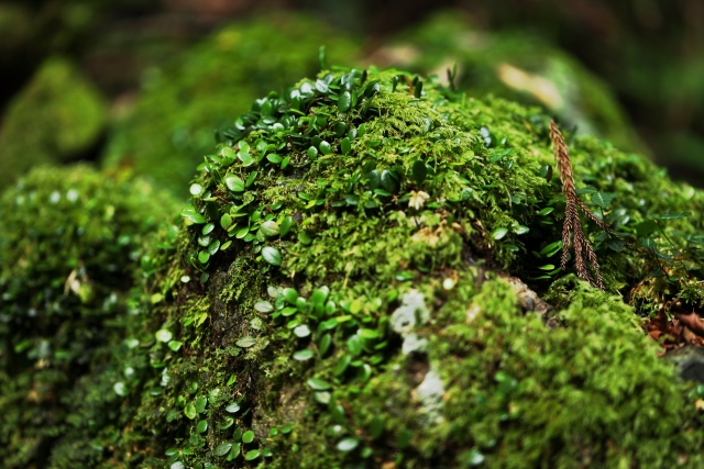 ブログサンプル4